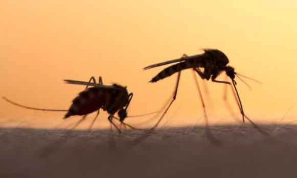 Ιός Δυτικού Νείλου: Σαράντα εφτά νέα κρούσματα, 4 νέοι θάνατοι την εβδομάδα μέχρι τις 19/8