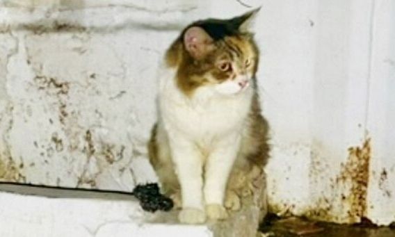 Πάτρα: Οδηγός ταξί παρέσυρε κατά λάθος γατάκι και ειδοποίησε αμέσως την Αστυνομία