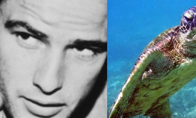 Ο Μάρλον Μπράντο αγόρασε ένα νησί το 1966: Σήμερα είναι καταφύγιο για 15.614 πράσινες χελώνες