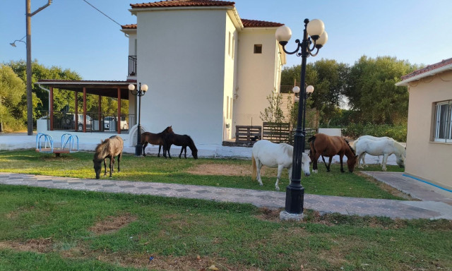 Κεφαλονιά: Πυροβολούν τα περήφανα άλογα του Αίνου που αναζητούν τροφή στα πεδινά