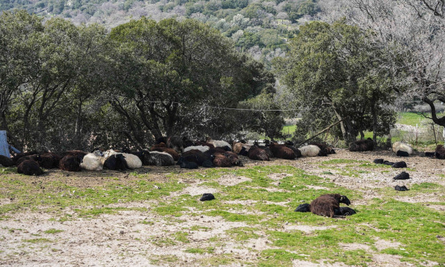 Μυτιλήνη: Στο υπουργείο Εθνικής Άμυνας η διαχείριση ελέγχων για τον αφθώδη πυρετό - Τι αλλάζει