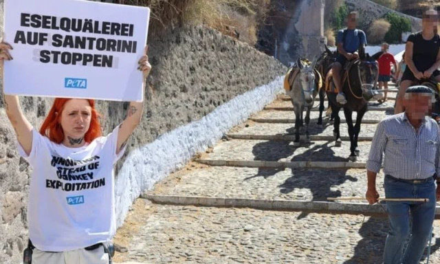 Αγριότητες στη Σαντορίνη: Επιτέθηκαν σε ακτιβίστριες που διαμαρτύρονταν για τα γαϊδουράκια