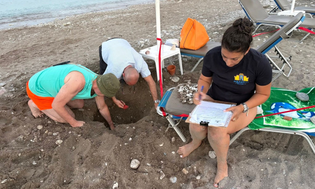 Ρόδος: 79 χελωνάκια Caretta caretta βγήκαν μέσα από φωλιά κάτω από ξαπλώστρα στα Κολύμπια