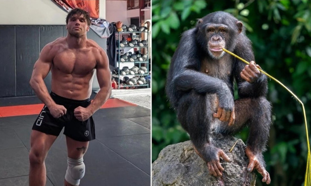 Αθλητής MMA ισχυρίζεται ότι του προσέφεραν 500.000 δολάρια για να παλέψει με χιμπατζή