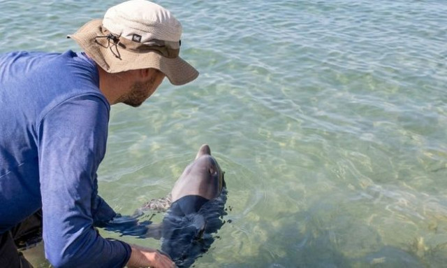 Kέρκυρα: Επιχείρηση διάσωσης δελφινιού σε παραλία του νησιού - Δεν κατάφερε να επιβιώσει