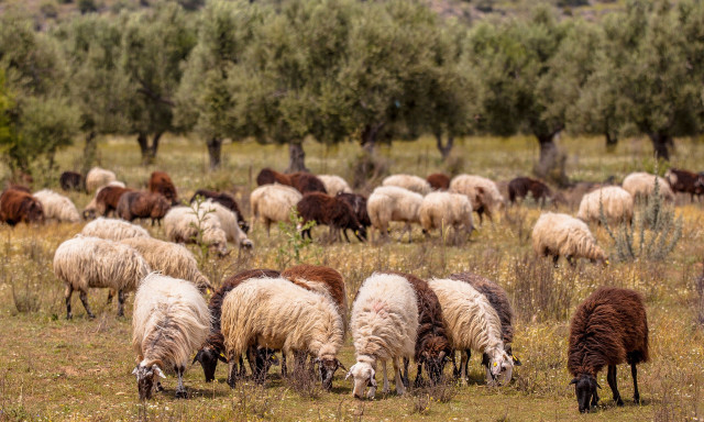 «Σφαγή των αμνών»: Πάνω από 60 πρόβατα σκοτώθηκαν σε «μία από τις μεγαλύτερες επιθέσεις» λύκων στην Γαλλία
