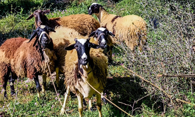 Κτηνοτρόφοι: Υποχρεωτική η τοποθέτηση ηλεκτρονικού βώλου σε όλα τα αιγοπρόβατα από το 2027