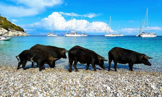 Καταγγελία ότι τραυματίστηκαν αγριόχοιροι από προπέλες σκαφών στον Άτοκο