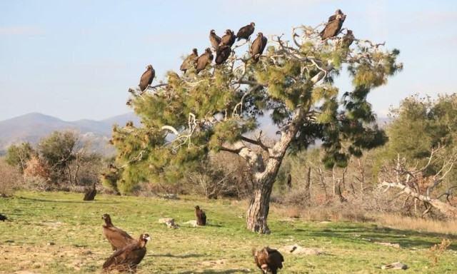 Δαδιά: Μαυρόγυπες «κατακλύζουν» τα κλαδιά ενός πεύκου - Το μοναδικό στιγμιότυπο