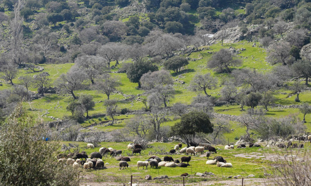 Μυτιλήνη: Μέχρι την Παρασκευή ανοίγει η πλατφόρμα καταβολής αποζημιώσεων για τα θανατωθέντα ζώα