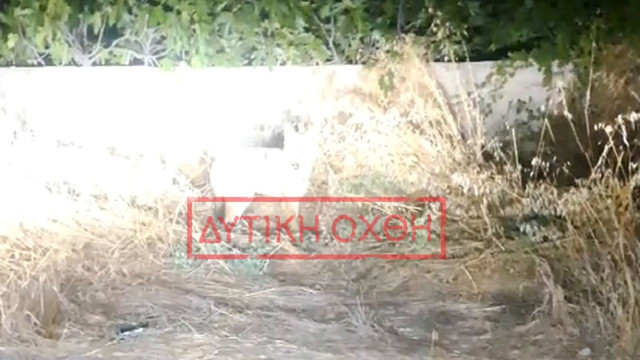 Συναγερμός στη Φυλή: Λύκος έφτασε μέχρι παιδική χαρά μέσα στον οικιστικό ιστό