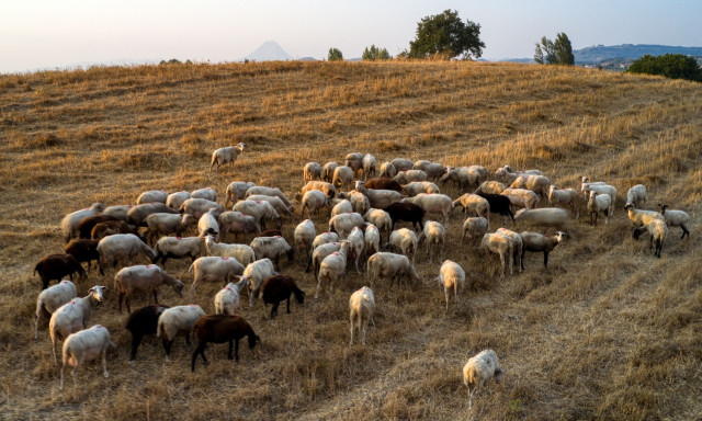 Η άγνωστη παράδοση των βοσκών στην Κρήτη - Τι έριχναν στη φωτιά όταν αρρώσταινε το κοπάδι