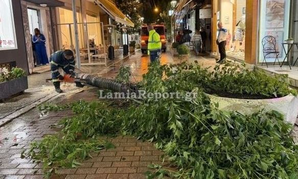 Συναγερμός στο κέντρο της Λαμίας: Δέντρο κατέρρευσε σε πολυσύχναστο πεζόδρομο - Εικόνες
