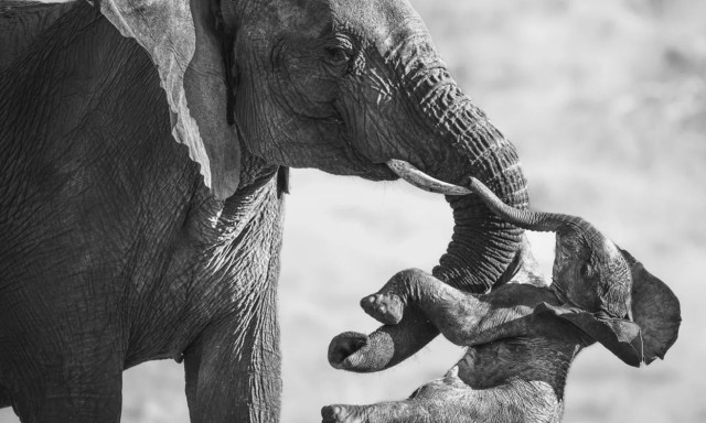 Wildlife Photographer: Νικήτρια η σπαρακτική φωτογραφία ενός ελέφαντα που κρατάει το νεκρό μικρό του