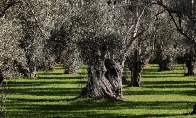 Μαθητές στα Γιαννιτσά μετατρέπουν πάρκο της πόλης σε ελαιώνα