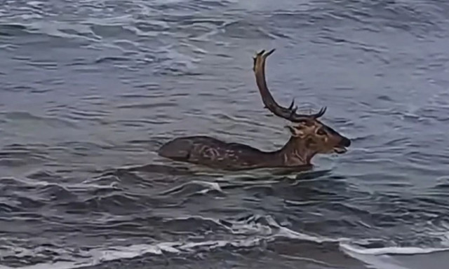 Λήμνος: Ελάφι κάνει μπάνιο στη θάλασσα και χαρίζει ένα μοναδικό θέαμα