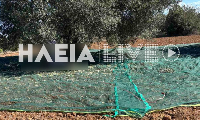 Αρχαία Ολυμπία: Νεκρός εντοπίστηκε 73χρονος στο χωριό Άσπρα Σπίτια - Μάζευε ελιές μόνος του