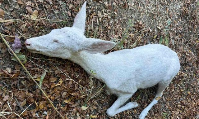Ημαθία: Σπάνιο ζαρκάδι αλμπίνο διασώθηκε αφού χτυπήθηκε από αυτοκίνητο
