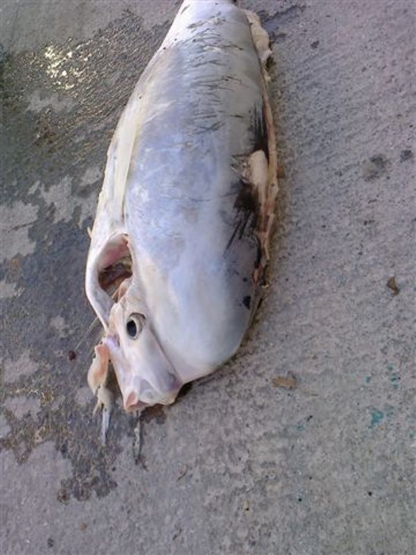 Ένα ψάρι που το έλεγαν …περίεργο!