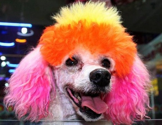 Απίστευτα κουρέματα σκύλων 