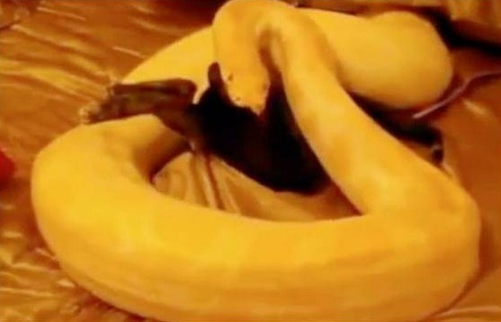 Ψυχοπαθής Βρετανός τάισε τον πύθωνα με ένα ζωντανό γατάκι 