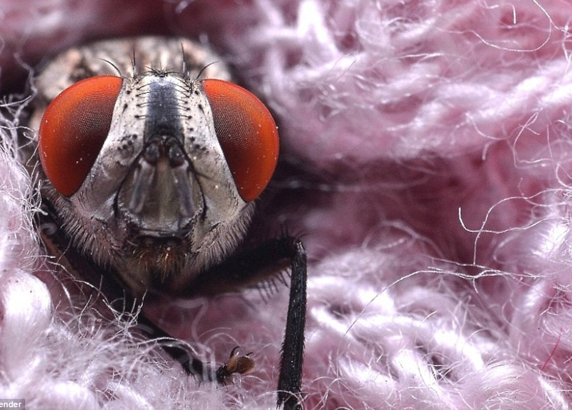 Δείτε τις φωτογραφίες και αγαπήστε τα έντομα