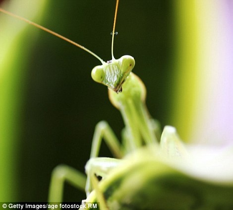 Δείτε τις φωτογραφίες και αγαπήστε τα έντομα
