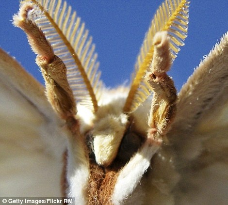 Δείτε τις φωτογραφίες και αγαπήστε τα έντομα