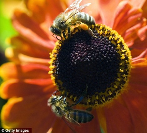 Δείτε τις φωτογραφίες και αγαπήστε τα έντομα