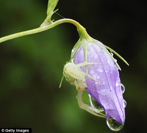 Δείτε τις φωτογραφίες και αγαπήστε τα έντομα