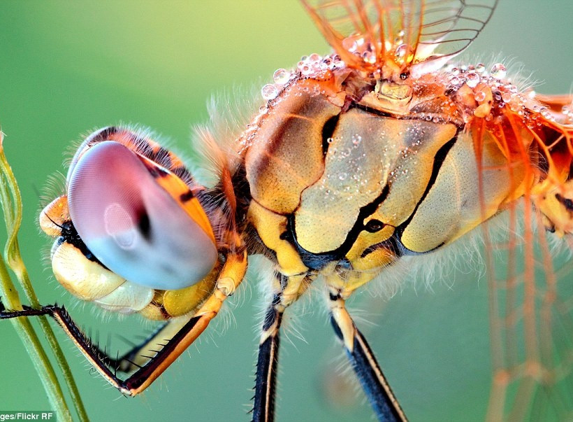 Δείτε τις φωτογραφίες και αγαπήστε τα έντομα