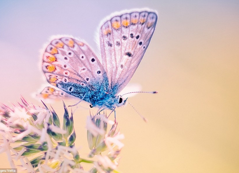 Δείτε τις φωτογραφίες και αγαπήστε τα έντομα