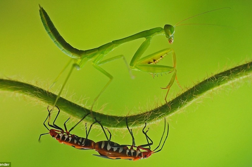 Δείτε τις φωτογραφίες και αγαπήστε τα έντομα