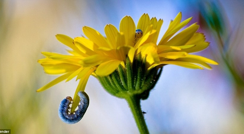 Δείτε τις φωτογραφίες και αγαπήστε τα έντομα