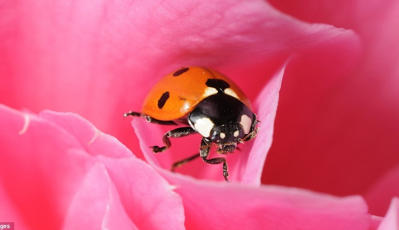 Δείτε τις φωτογραφίες και αγαπήστε τα έντομα