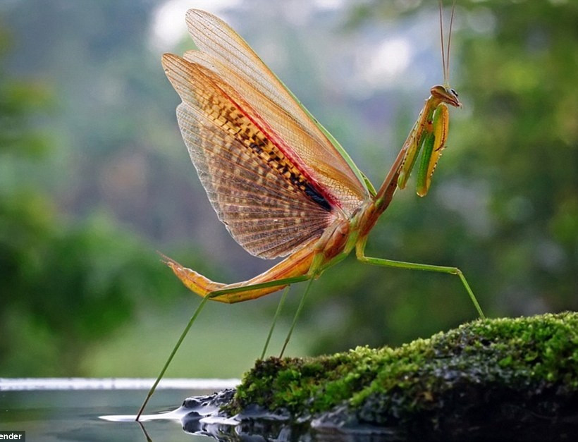 Δείτε τις φωτογραφίες και αγαπήστε τα έντομα