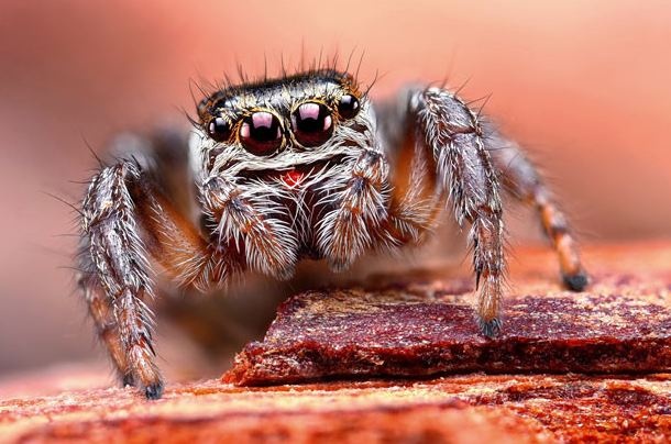 Δείτε έντομα και αράχνες από κοντινή απόσταση  