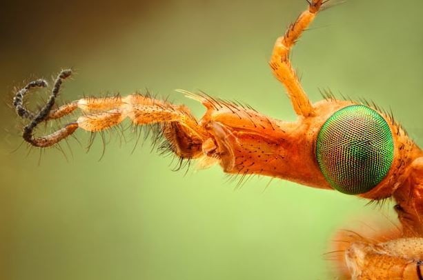 Δείτε έντομα και αράχνες από κοντινή απόσταση  