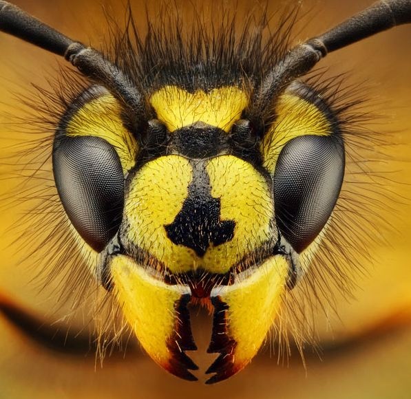 Δείτε έντομα και αράχνες από κοντινή απόσταση  