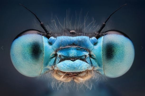 Δείτε έντομα και αράχνες από κοντινή απόσταση  