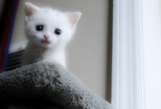 Το γατάκι που κάνει θραύση στο ίντερνετ 