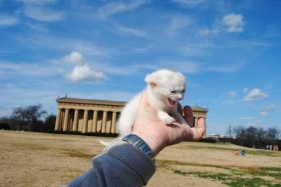 Το γατάκι που κάνει θραύση στο ίντερνετ 