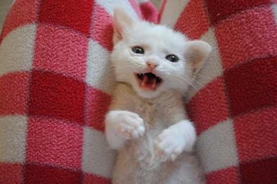 Το γατάκι που κάνει θραύση στο ίντερνετ 