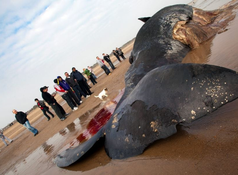 Νεκρή φάλαινα 11 μέτρων  