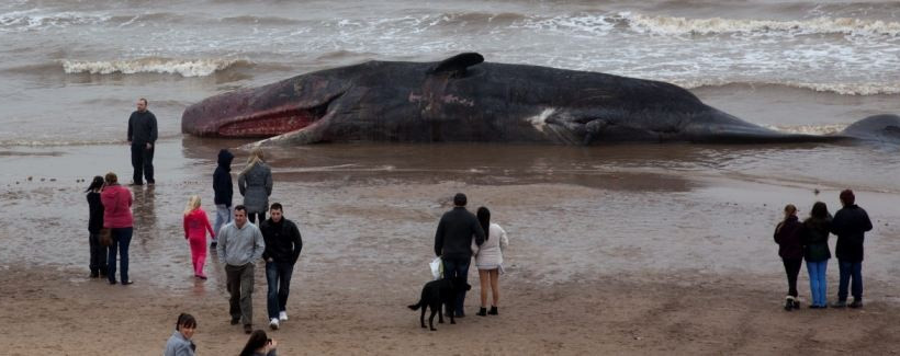 Νεκρή φάλαινα 11 μέτρων  