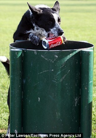 Σκύλος με οικολογική συνείδηση 