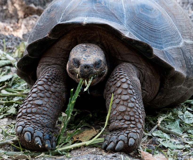  Οι τεράστιες χελώνες των Γκαλαπάγκος  