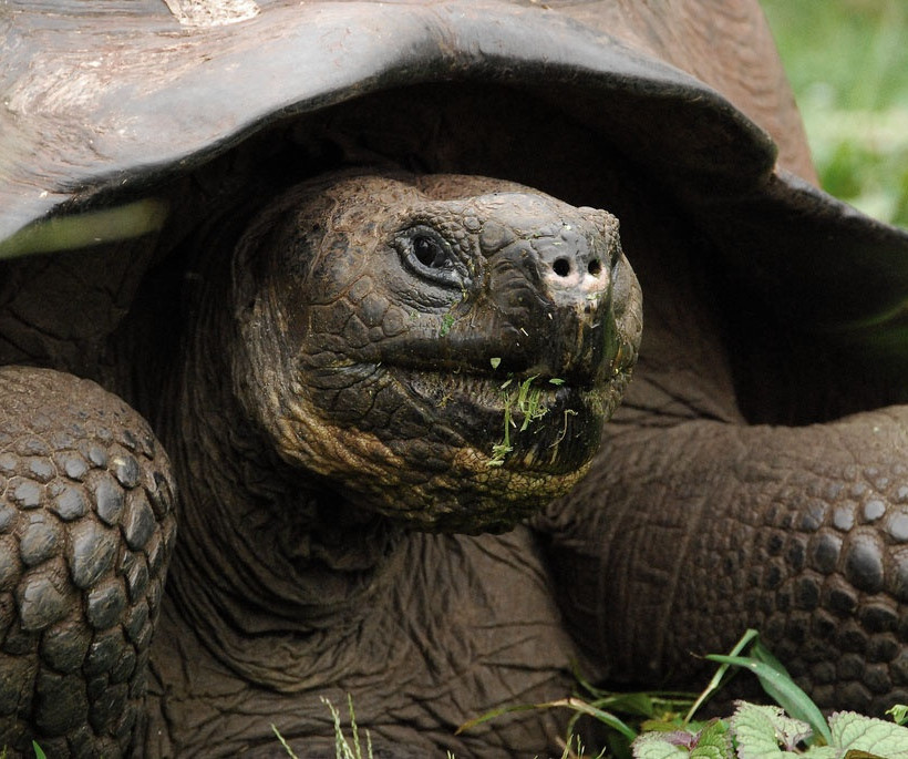  Οι τεράστιες χελώνες των Γκαλαπάγκος  