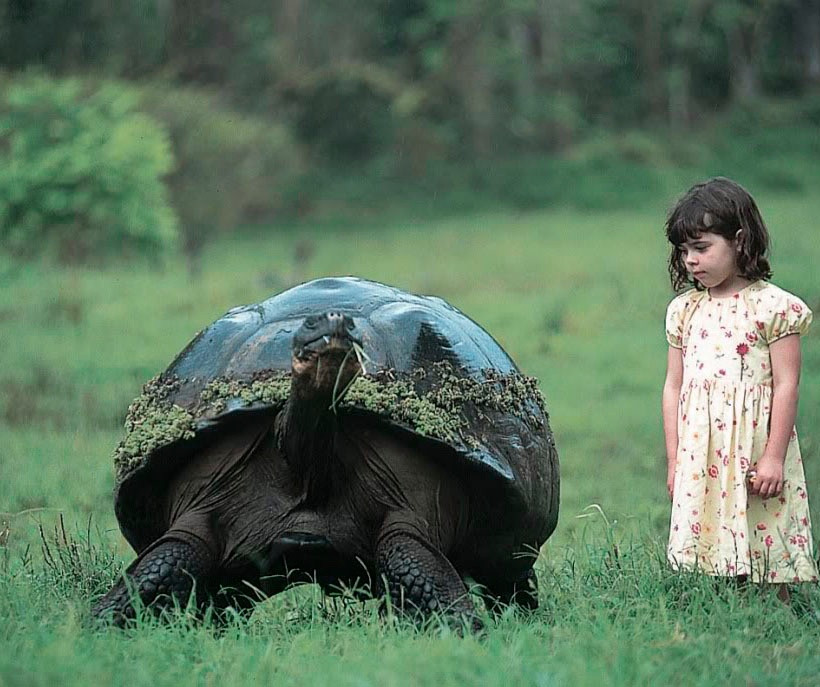  Οι τεράστιες χελώνες των Γκαλαπάγκος  