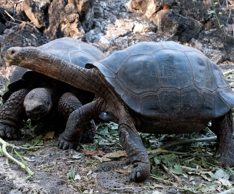  Οι τεράστιες χελώνες των Γκαλαπάγκος  